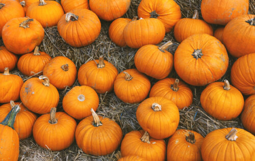 Pumpkin autumnal background with many pumpkins. Closeup