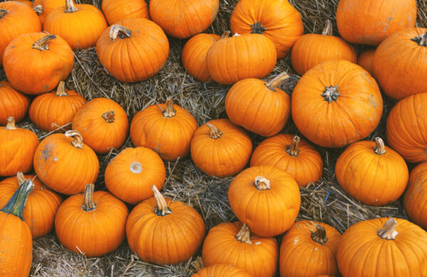 Pumpkin autumnal background with many pumpkins. Closeup