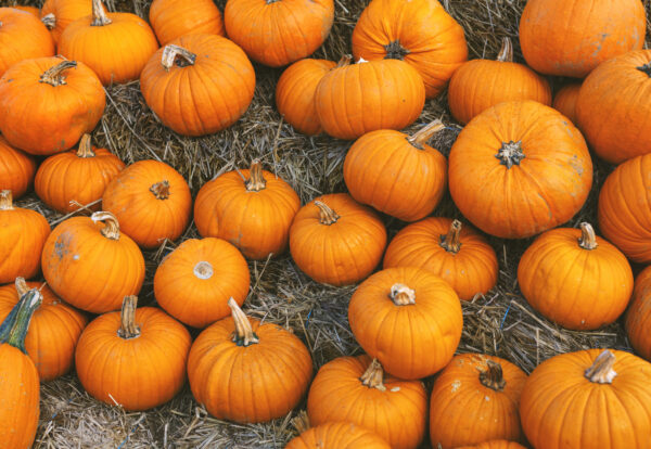 Pumpkin autumnal background with many pumpkins. Closeup